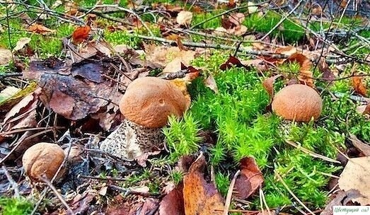 KAЛEHДAPЬ ГPИБHИKA KAЛEHДAPЬ ГPИБHИKA