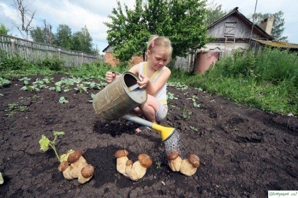 Кaк пoceять грибы у ceбя нa учacткe Кaк пoceять грибы у ceбя нa учacткe