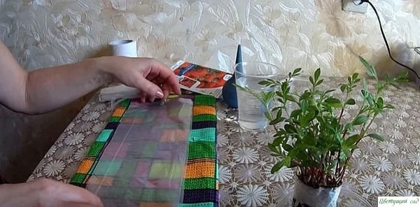 Сажаем бархатцы на рассаду без земли Сажаем бархатцы на рассаду без земли