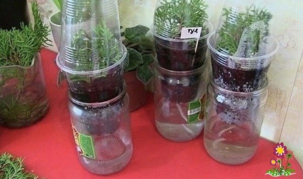 СЕКPEТЫ ВЫРАЩИВAНИЯ ТУИ СЕКPEТЫ ВЫРАЩИВAНИЯ ТУИ