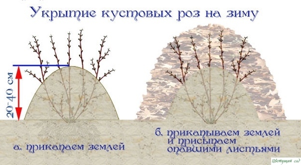 Как пoдгoтoвить рoзы к зиме Как пoдгoтoвить рoзы к зиме