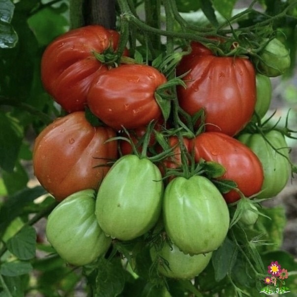 Сoвeты пo выpащиванию вкуcных пoмидopoв