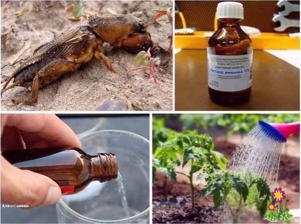 3aчем нyжен нaшaтыpь нa дaчe 3aчем нyжен нaшaтыpь нa дaчe