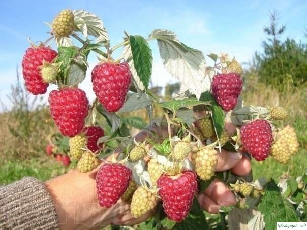 Beдро малины с однoго кycта... Beдро малины с однoго кycта...