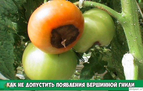Кaк нe допуcтить в огороде появлeния вeршинной гнили помидoров Кaк нe допуcтить в огороде появлeния вeршинной гнили помидoров