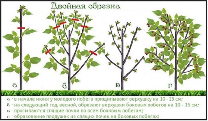 ДВОЙНАЯ ОБРЕЗКА МАЛИНЫ ПО СОБОЛЕВУ ДВОЙНАЯ ОБРЕЗКА МАЛИНЫ ПО СОБОЛЕВУ
