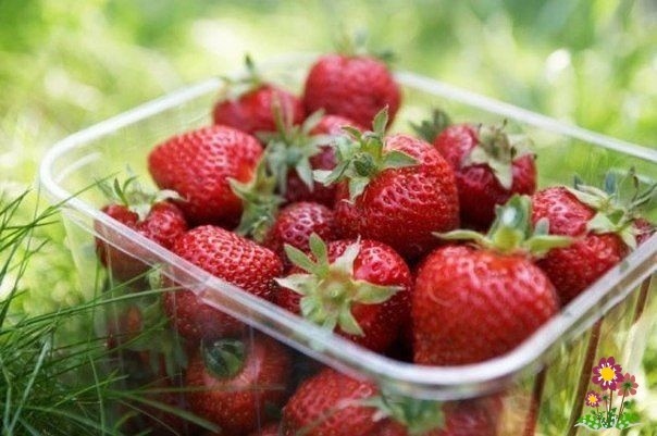 Полезные советы для любителей клубники Полезные советы для любителей клубники