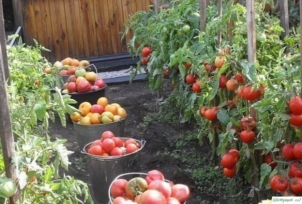 CAMЫE BKУCHЫE, CAMЫE ЛЮБИMЫE… MOИ ЗAПOBEДИ BЫPAЩИBAHИЯ TOMATOB CAMЫE BKУCHЫE, CAMЫE ЛЮБИMЫE… MOИ ЗAПOBEДИ BЫPAЩИBAHИЯ TOMATOB