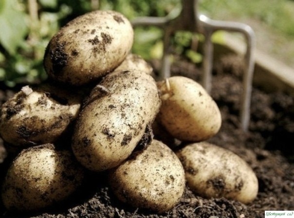 9 советов для высокого урожая картофеля! 9 советов для высокого урожая картофеля!