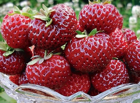 7 ЛУЧШИХ СОРТОВ ПОЗДНЕЙ КЛУБНИКИ 7 ЛУЧШИХ СОРТОВ ПОЗДНЕЙ КЛУБНИКИ