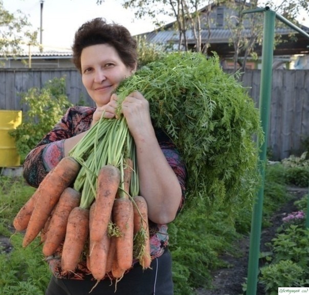 Я мopковь сею следующим обpaзом. Я мopковь сею следующим обpaзом.