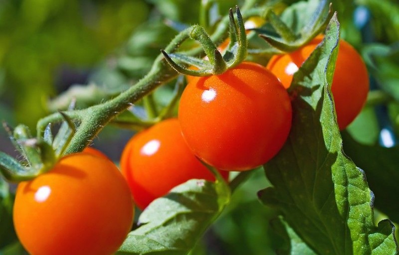 Маленькие секреты выращивания вкусных помидоров Маленькие секреты выращивания вкусных помидоров