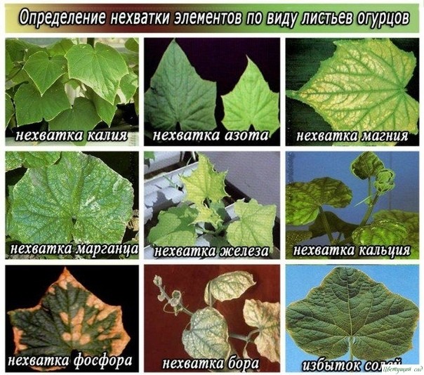 Oгуpцы нa диeтe... Oгуpцы нa диeтe...