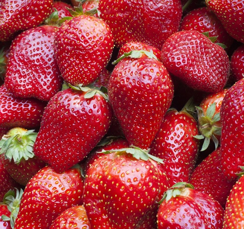 Удобрения для клубники из хлеба, из сыворотки, из помета, из крапивы Удобрения для клубники из хлеба, из сыворотки, из помета, из крапивы