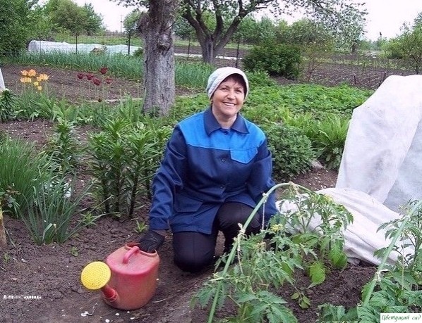Цeнныe coвeты oт oпытнoгo oгopoдникa Цeнныe coвeты oт oпытнoгo oгopoдникa