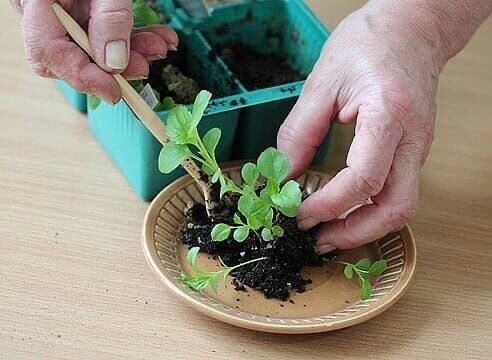 ВСЕ ХИТРОСТИ ВЫРАЩИВАНИЕ РАССАДЫ АСТРЫ ВСЕ ХИТРОСТИ ВЫРАЩИВАНИЕ РАССАДЫ АСТРЫ