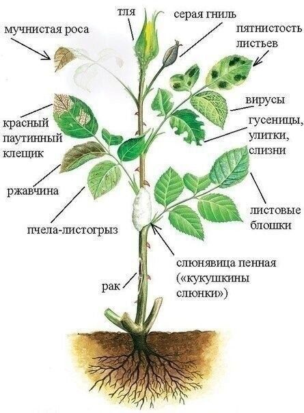12 причин, угнетающие розу. Болезни и вредители! 12 причин, угнетающие розу. Болезни и вредители!