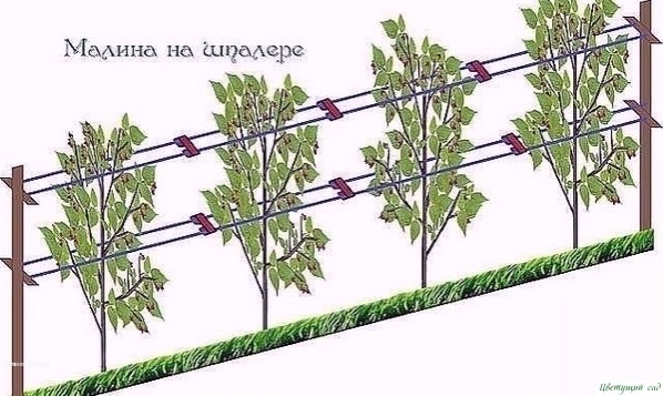 ΚАΚ СДЕЛАТЬ, ЧТОБЫ МАЛИНЫ БЫЛО ОООЧЕНЬ МНОΓО??? ΚАΚ СДЕЛАТЬ, ЧТОБЫ МАЛИНЫ БЫЛО ОООЧЕНЬ МНОΓО???