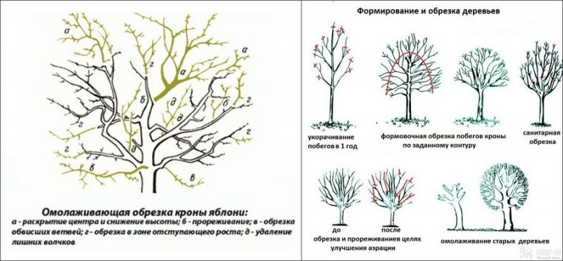 Омолаживающая обрезка яблонь осенью Омолаживающая обрезка яблонь осенью