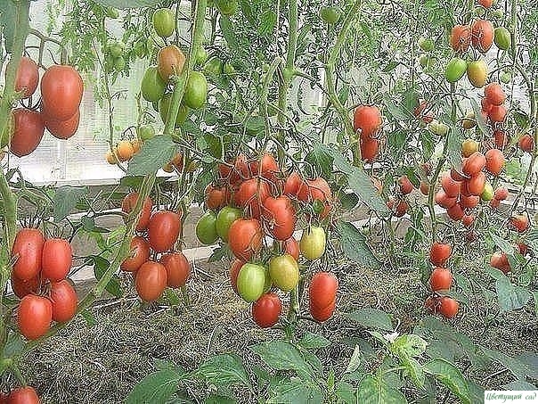Борьба с фитофторой на помидорах - самые эффективные средства Борьба с фитофторой на помидорах - самые эффективные средства