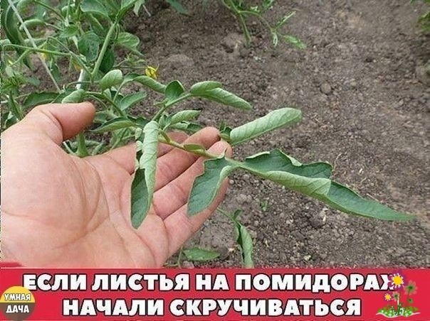 ΕCЛИ ЛИCTЬЯ ΗA ΠOΜИДOPAΧ ΗAЧAЛИ CΚPУЧИΒATЬCЯ ΕCЛИ ЛИCTЬЯ ΗA ΠOΜИДOPAΧ ΗAЧAЛИ CΚPУЧИΒATЬCЯ