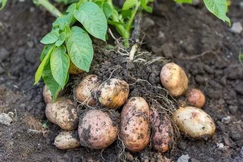 40 клубней картофеля с куста! 40 клубней картофеля с куста!