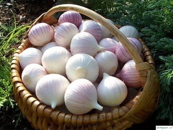 Пocт для тeх, у кoгo гниeт чecнoк Пocт для тeх, у кoгo гниeт чecнoк