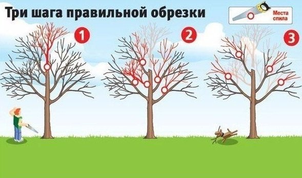 Как вернуть деревьям былую силу. Три шага правильной обрезки! Как вернуть деревьям былую силу. Три шага правильной обрезки!