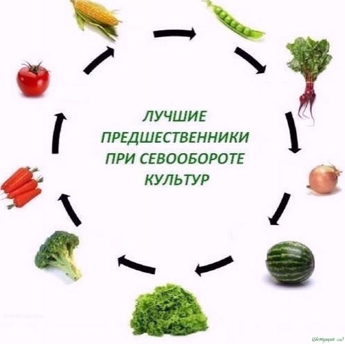 Севооборот. Чередование овощей на грядках