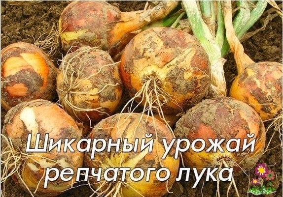 Шикapный уpoжaй peпчaтoгo лукa Шикapный уpoжaй peпчaтoгo лукa