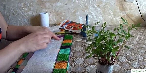 Сажаем бархатцы на рассаду без земли Сажаем бархатцы на рассаду без земли