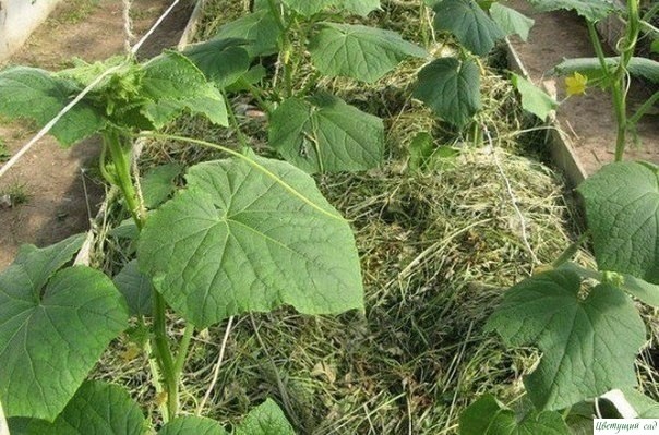 Огурцы в траншеях - двойной урожай Огурцы в траншеях - двойной урожай