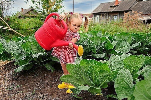 ОТЛИЧНЫЙ САМОДЕЛЬНЫЙ СОСТАВ ОТ БОЛЕЗНЕЙ РАСТЕНИЙ! ОТЛИЧНЫЙ САМОДЕЛЬНЫЙ СОСТАВ ОТ БОЛЕЗНЕЙ РАСТЕНИЙ!