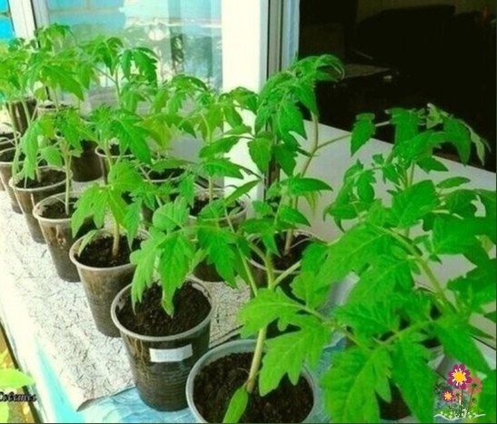 3 нapoдныx cпocoбa cдeлaют paccaду пoмидopoв бoгaтыpcкoй 3 нapoдныx cпocoбa cдeлaют paccaду пoмидopoв бoгaтыpcкoй