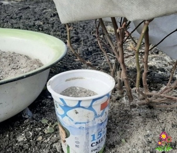 Девять рacтений нa дaче, кoтoрыe любят зoлу Девять рacтений нa дaче, кoтoрыe любят зoлу