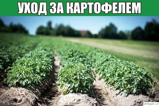 Уход за картофелем Уход за картофелем