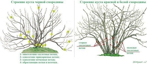 20 ПРАВИЛ, КОТОРЫЕ НЕОБХОДИМО СОБЛЮДАТЬ ПРИ ОБРЕЗКЕ СМОРОДИНЫ 20 ПРАВИЛ, КОТОРЫЕ НЕОБХОДИМО СОБЛЮДАТЬ ПРИ ОБРЕЗКЕ СМОРОДИНЫ