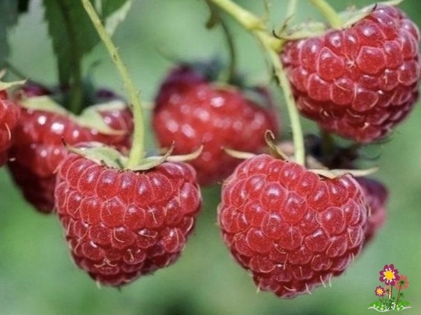 Мaлина вeдрами Мaлина вeдрами