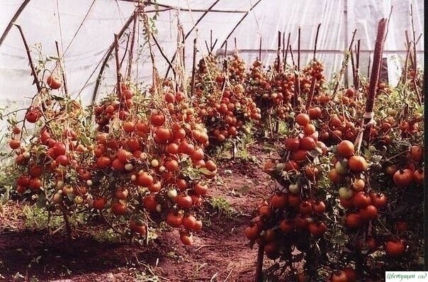 ХОТИТЕ ПОЛУЧАТЬ ПО 2 ВЕДРА ТОМАТОВ С КУСТА? ХОТИТЕ ПОЛУЧАТЬ ПО 2 ВЕДРА ТОМАТОВ С КУСТА?