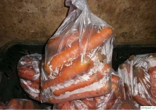 Отличный способ хранения моркови Отличный способ хранения моркови