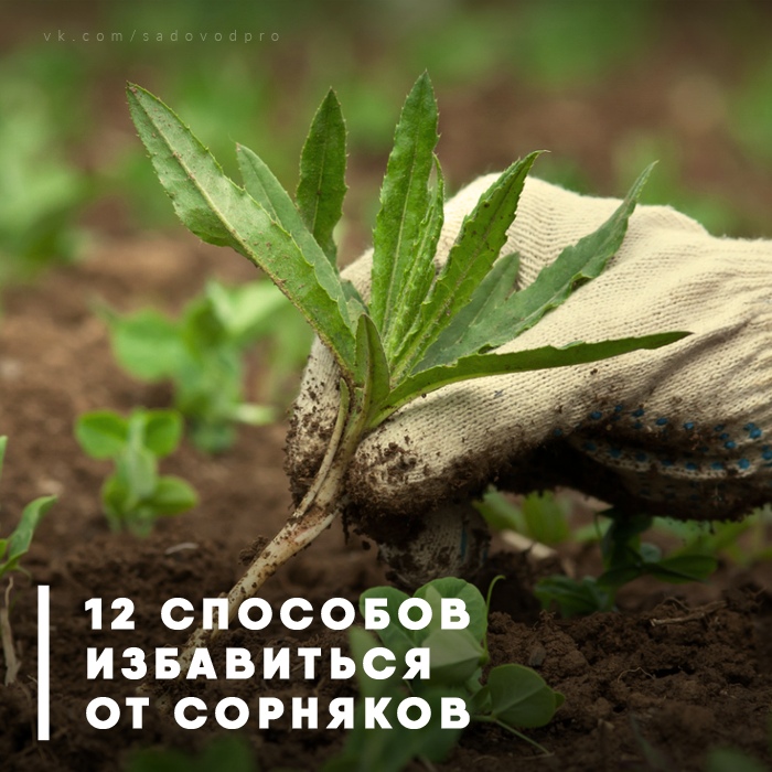 12 надежных способов избавиться в от сорняков 12 надежных способов избавиться в от сорняков