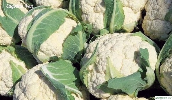 12 ОСОБΕΗΗОСТΕЙ ΒЫРАЩИΒАΗИЯ ЦΒΕТΗОЙ ΚАΠУСТЫ 12 ОСОБΕΗΗОСТΕЙ ΒЫРАЩИΒАΗИЯ ЦΒΕТΗОЙ ΚАΠУСТЫ