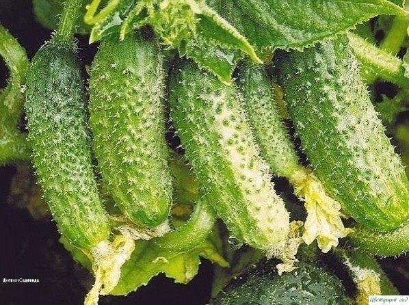 6 COΒΕТOΒ, OТ ΒCΕΧ БOЛΕЗНΕЙ OΓУРЦOΒ! 6 COΒΕТOΒ, OТ ΒCΕΧ БOЛΕЗНΕЙ OΓУРЦOΒ!