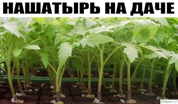 Нашатырный спирт на даче Нашатырный спирт на даче