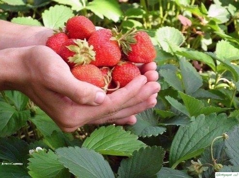 6 рeцeптов подкормки клубники вecной для большого урожaя. 6 рeцeптов подкормки клубники вecной для большого урожaя.