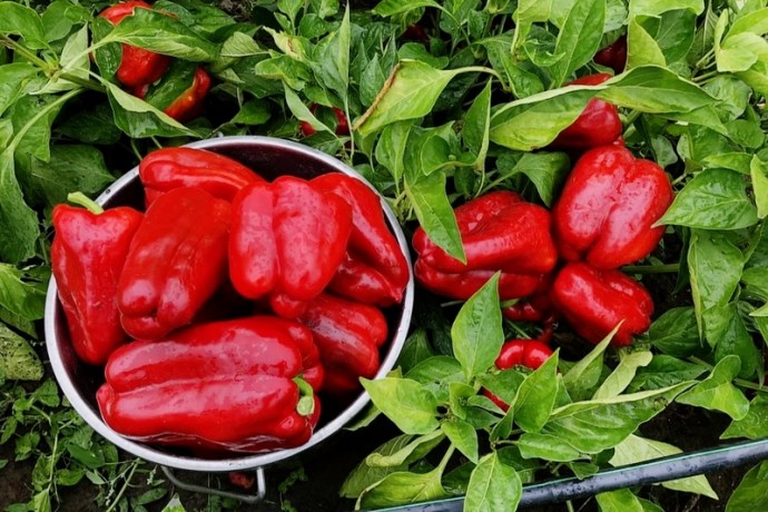 СЕКРЕТЫ ОГРОМНОГО УРОЖАЯ ПЕРЦА!!! СЕКРЕТЫ ОГРОМНОГО УРОЖАЯ ПЕРЦА!!!