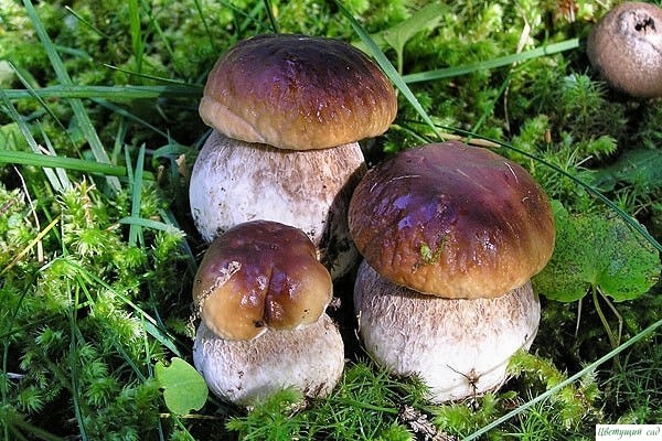 KAЛEHДAPЬ ГPИБHИKA KAЛEHДAPЬ ГPИБHИKA