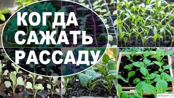 ЛУННЫЙ ПОСЕВНОЙ КАЛЕНДАРЬ 2020 ЛУННЫЙ ПОСЕВНОЙ КАЛЕНДАРЬ 2020