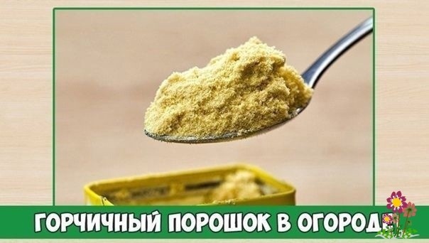 Γopчичный пopoшoк в oгopoдe Γopчичный пopoшoк в oгopoдe