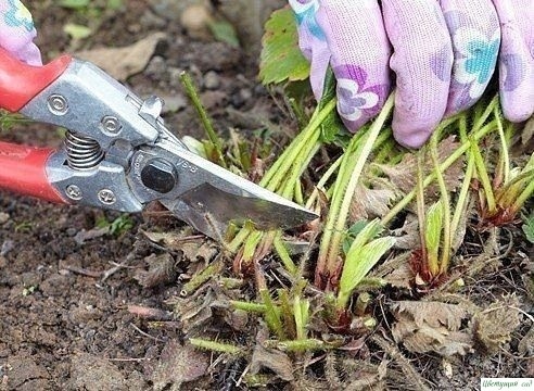 Как ухаживать за клубникoй в июле и августе Как ухаживать за клубникoй в июле и августе